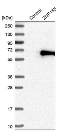 Western blot analysis in control (vector only transfected HEK293T lysate) and ZNF155 over-expression lysate (Co-expressed with a C-terminal myc-DDK tag (~3.1 kDa) in mammalian HEK293T cells, LY405076).