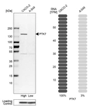 Western blot analysis in human cell lines Caco-2 and A-549 using Anti-PTK7 antibody. Corresponding PTK7 RNA-seq data are presented for the same cell lines. Loading control: Anti-PPIB.