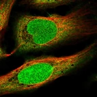 Immunofluorescent staining of human cell line U-2 OS shows localization to nucleus & cytosol.