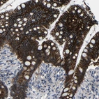 Anti-ZNF90 Antibody