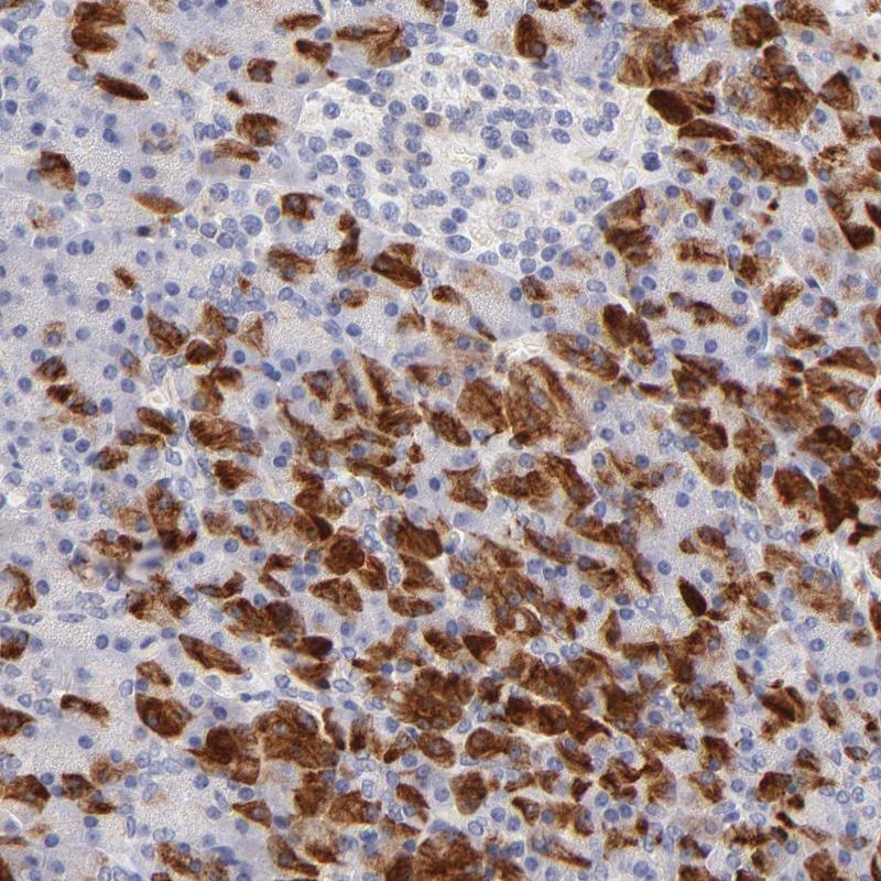 Anti-FAM117B Antibody