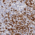 Anti-FAM117B Antibody