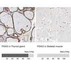 Anti-PDIA3 Antibody