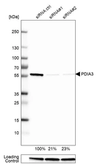 Western blot analysis in U-251MG cells transfected with control siRNA, target specific siRNA probe #1 and #2, using Anti-PDIA3 antibody. Remaining relative intensity is presented. Loading control: Anti-GAPDH.