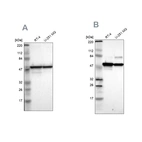 Western blot analysis using Anti-PDIA3 antibody HPA003230 (A) shows similar pattern to independent antibody HPA002645 (B).