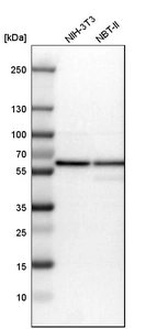 Western blot analysis in mouse cell line NIH-3T3 and rat cell line NBT-II.
