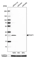 Western blot analysis in MCF-7 cells transfected with control siRNA, target specific siRNA probe #1 and #2, using Anti-PCMT1 antibody. Remaining relative intensity is presented. Loading control: Anti-GAPDH.