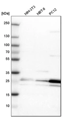 Western blot analysis in mouse cell line NIH-3T3, rat cell line NBT-II and rat cell line pC12.