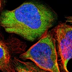 Immunofluorescent staining of human cell line U-2 OS shows localization to cytosol.