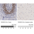 Anti-TNFRSF13C Antibody