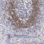 Immunohistochemical staining of human tonsil shows high expression.