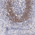 Anti-TNFRSF13C Antibody