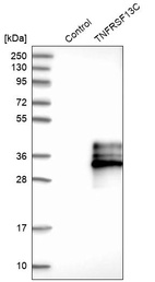 Western blot analysis in control (vector only transfected HEK293T lysate) and TNFRSF13C over-expression lysate (Co-expressed with a C-terminal myc-DDK tag (~3.1 kDa) in mammalian HEK293T cells, LY409380).