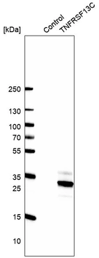 Western blot analysis in control (vector only transfected HEK293T lysate) and TNFRSF13C over-expression lysate (Co-expressed with a C-terminal myc-DDK tag (~3.1 kDa) in mammalian HEK293T cells, LY409380).