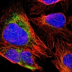 Immunofluorescent staining of human cell line U-2 OS shows localization to microtubules & vesicles.