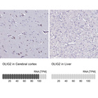 Anti-OLIG2 Antibody