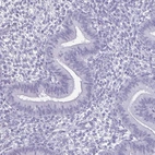 Immunohistochemical staining of human endometrium shows no positivity in glandular cells as expected.