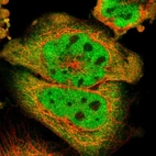 Immunofluorescent staining of human cell line A-431 shows localization to nucleoplasm & cytosol.