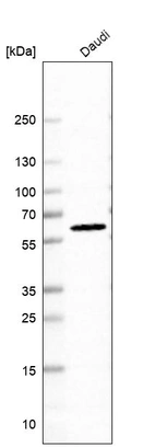 Western blot analysis in human cell line Daudi.