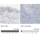 Anti-MITF Antibody