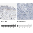 Anti-MITF Antibody