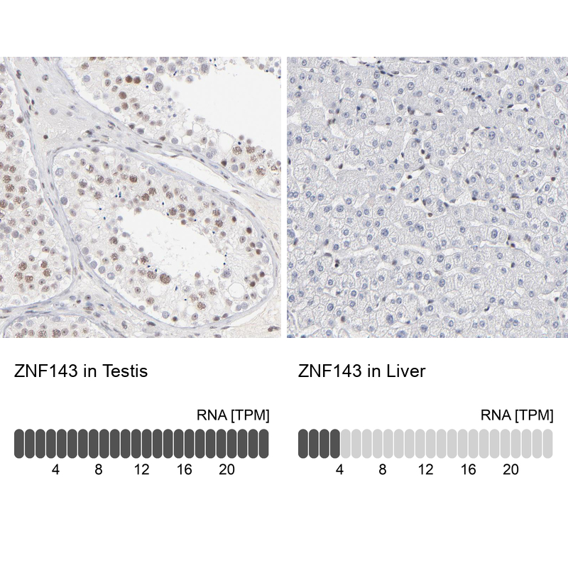 Anti-ZNF143 Antibody