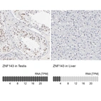 Anti-ZNF143 Antibody