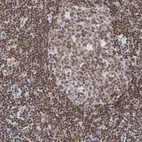 Anti-ZNF143 Antibody