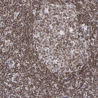 Immunohistochemical staining of human lymph node shows moderate to strong nuclear positivity in lymphoid cells.