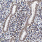 Anti-ZNF143 Antibody