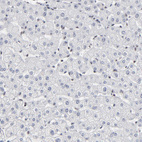 Anti-ZNF143 Antibody