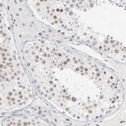 Immunohistochemical staining of human testis shows weak to moderate nuclear positivity in cells in seminiferous ducts.