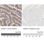 Anti-CD2AP Antibody