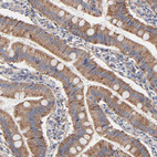 Immunohistochemical staining of human small intestine shows moderate granular positivity in cytoplasm in glandular cells.