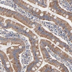 Immunohistochemical staining of human small intestine shows moderate granular positivity in cytoplasm in glandular cells.