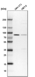 Western blot analysis in mouse cell line NIH-3T3 and rat cell line NBT-II.