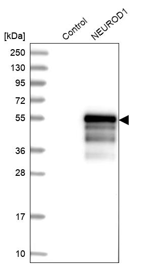 Anti-NEUROD1 Antibody