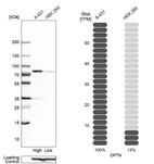 Western blot analysis in human cell lines A-431 and HEK293 using Anti-OPTN antibody. Corresponding OPTN RNA-seq data are presented for the same cell lines. Loading control: Anti-GAPDH.