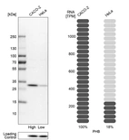 Western blot analysis in human cell lines Caco-2 and HeLa using Anti-PHB antibody. Corresponding PHB RNA-seq data are presented for the same cell lines. Loading control: Anti-GAPDH.