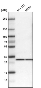 Western blot analysis in mouse cell line NIH-3T3 and rat cell line NBT-II.