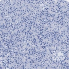 Immunohistochemical staining of human pancreas shows no positivity in exocrine glandular cells as expected.