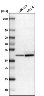 Western blot analysis in mouse cell line NIH-3T3 and rat cell line NBT-II.