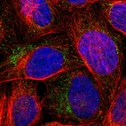 Immunofluorescent staining of human cell line U-2 OS shows localization to mitochondria.