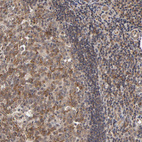 Anti-ASB8 Antibody