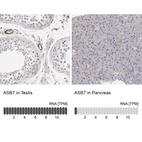 Anti-ASB7 Antibody