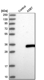 Anti-ASB7 Antibody