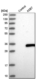 Western blot analysis in control (vector only transfected HEK293T lysate) and aSB7 over-expression lysate (Co-expressed with a C-terminal myc-DDK tag (~3.1 kDa) in mammalian HEK293T cells, LY411164).