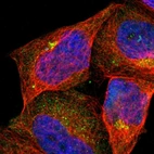 Immunofluorescent staining of human cell line A-431 shows localization to cytosol & the Golgi apparatus.