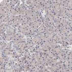 Immunohistochemical staining of human pancreas shows no positivity in exocrine glandular cells as expected.
