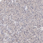Immunohistochemical staining of human pancreas shows no positivity in exocrine glandular cells as expected.